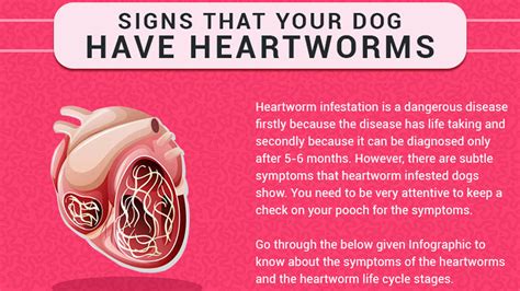 Strona Główna Zadośćuczynienie Za Heartworms In Dogs
